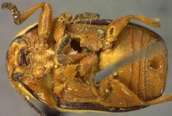 Media type: image;   Entomology 8394 Aspect: habitus ventral view
